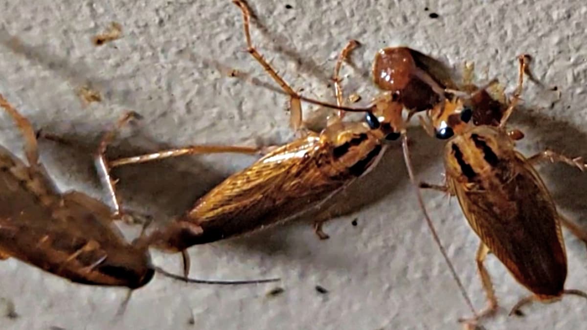 Cafards agglutinés autour d'une goutte de ge Blantor