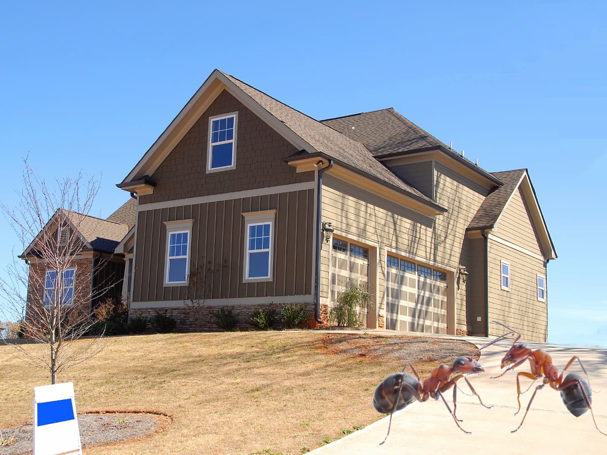 Une maison et deux fourmis charpentières