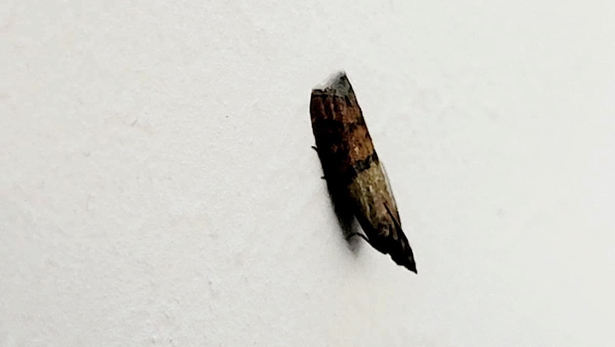 Mite du vêtement, ou "mite textile", posée sur un mur blanc