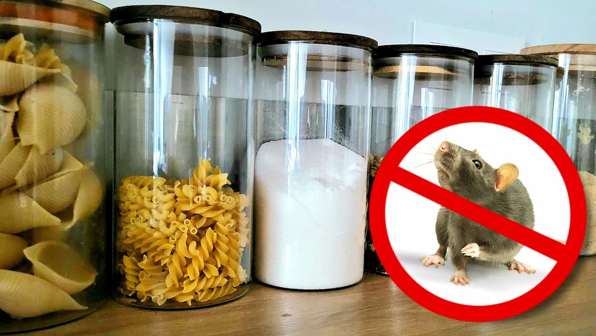 Nourriture placée en bocaux