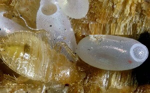 Oeuf éclos d'une punaise de lit