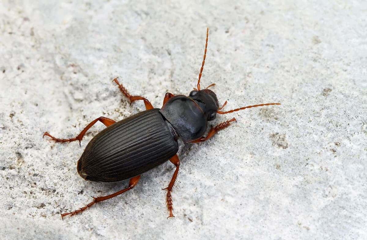 Ophone vivant posé sur une pierre