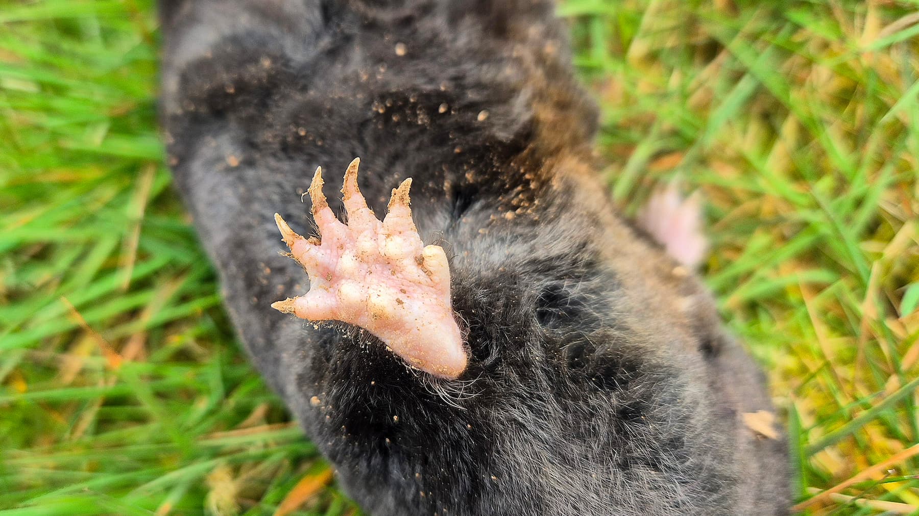 Pattes postérieures de la taupe d'Europe