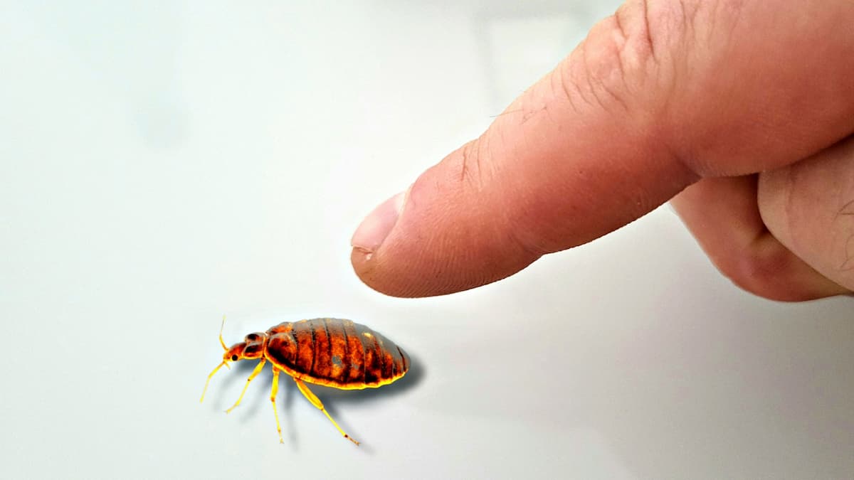 Doigt sur le point d'écraser une punaise de lit