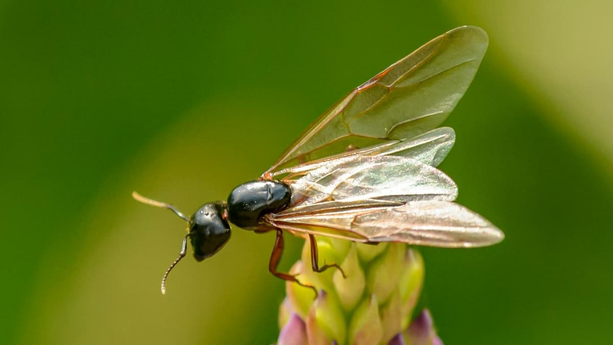 Fourmi ailée posée sur une fleur