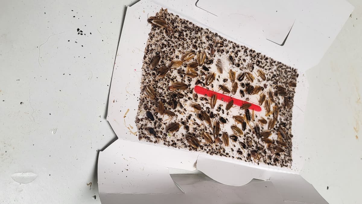 Piège cafard blatte à phéromones Geotrap