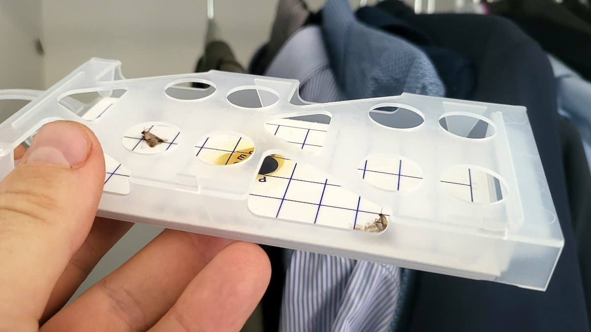Piège à phéromone contre la mite du vêtement