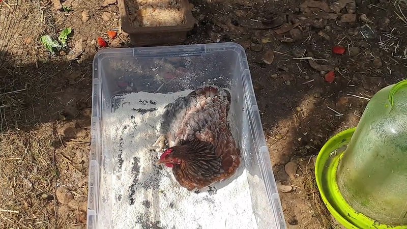 Bac pour le traitement des poules ( puces, tiques et poux)