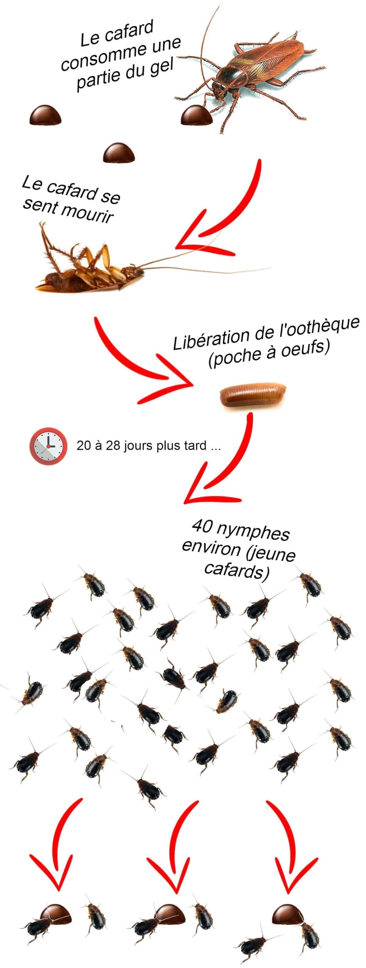 Destruction des jeunes blattes via la rémanence du gel Blantor