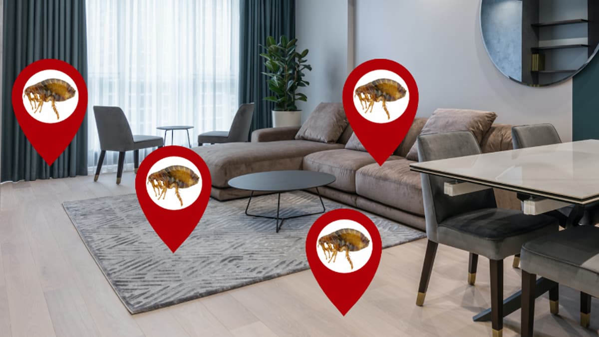 Localisation des caches préférées des puces dans un séjour