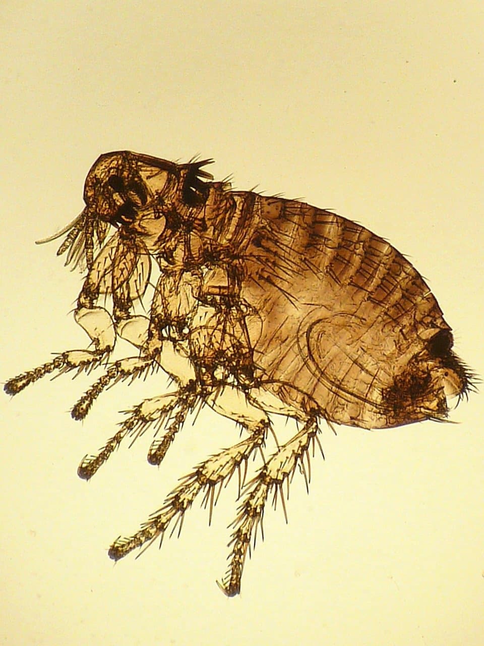 Puce de chat vue au microscope