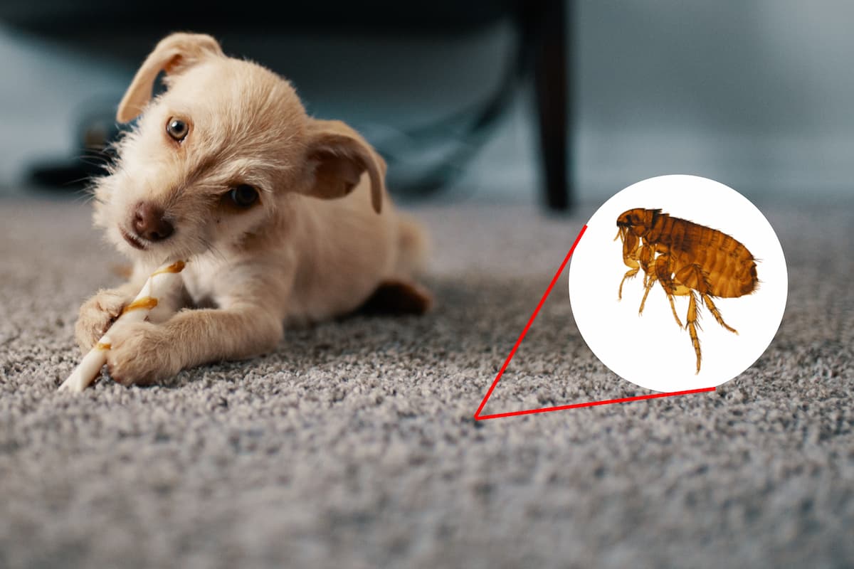 Puce dans un tapis, proche d'un chiot