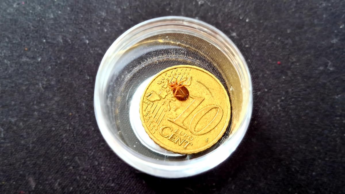 Punaise de lit comparée à la taille d'une pièce de 10 cents d'euro