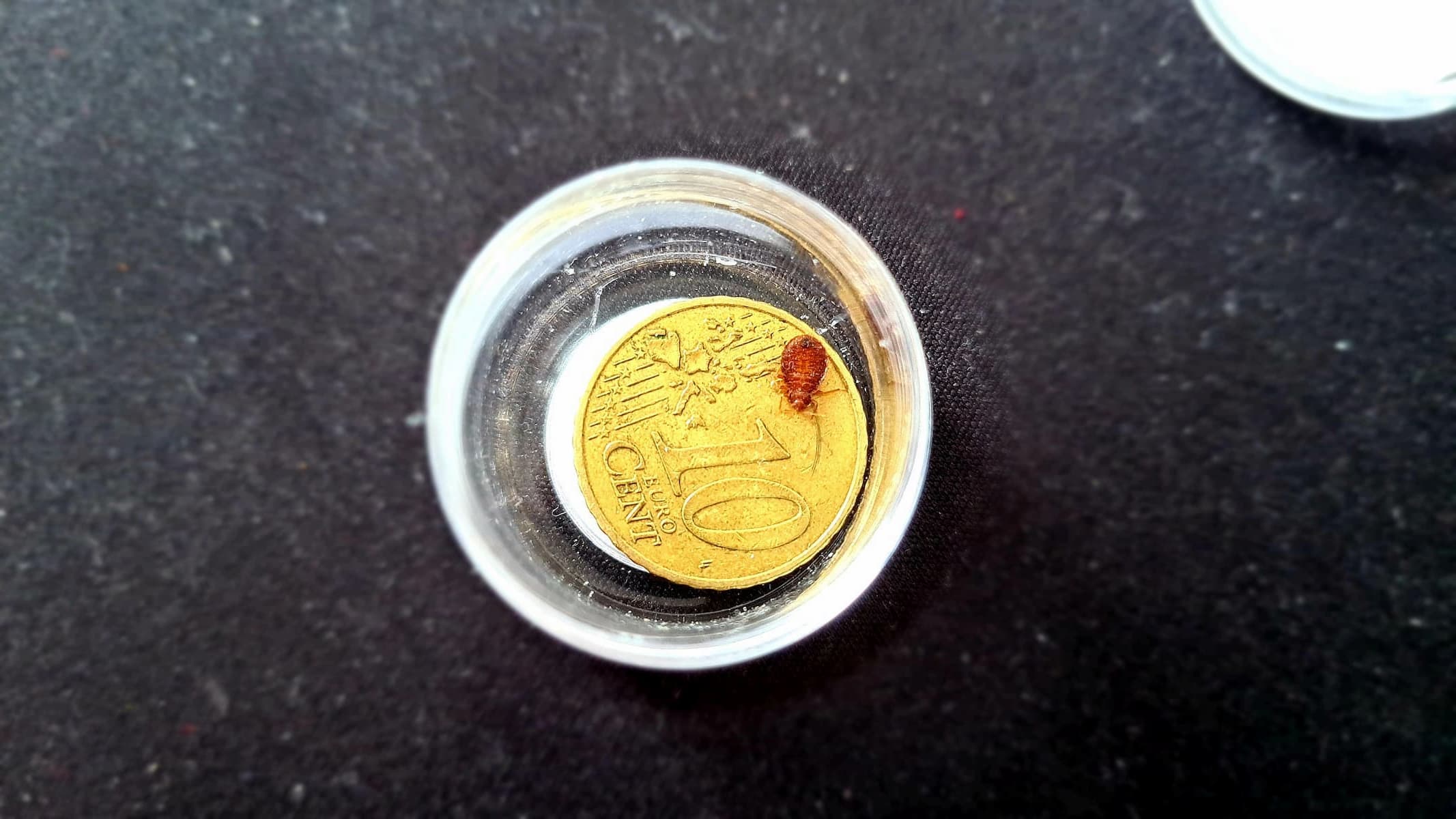 Taille d'une punaise de lit comparée à une pièce de 10 cents