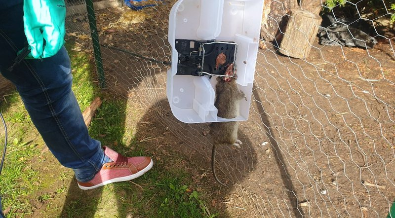 rat-piege-tapette-securiposte