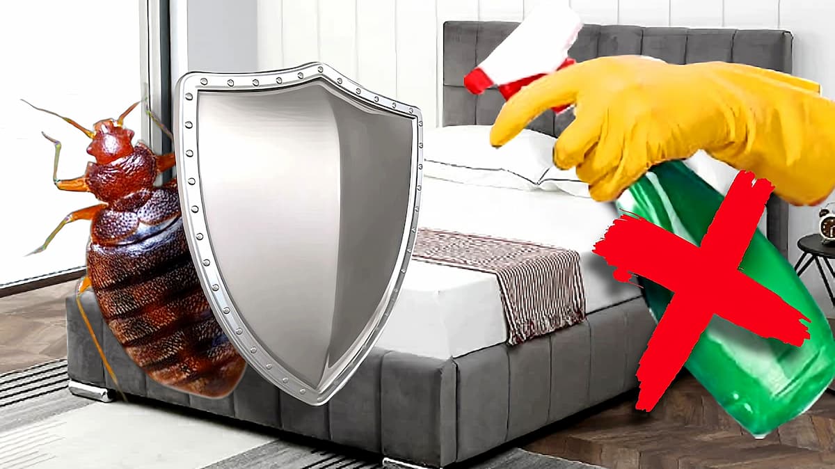 Résistance aux insecticides de la punaise de lit