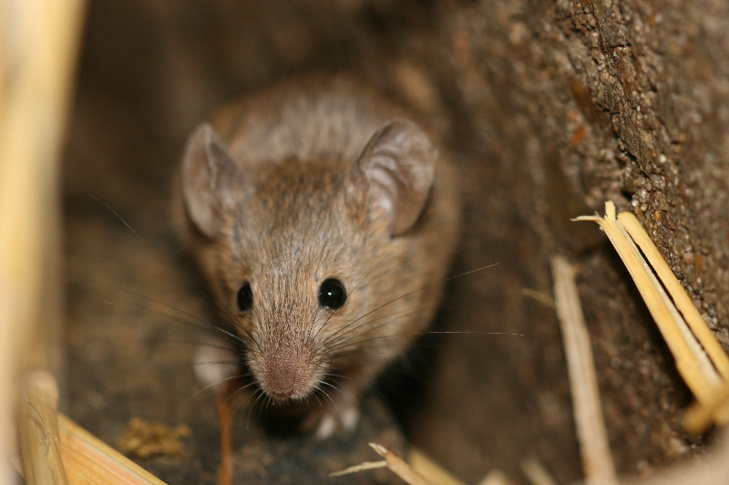 Souris grise