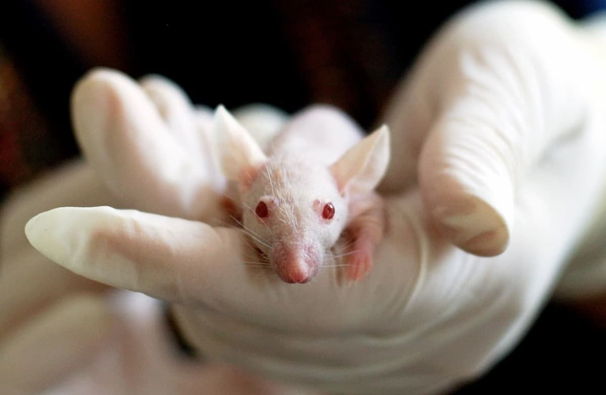 Souris de laboratoire tenue par une main gantée