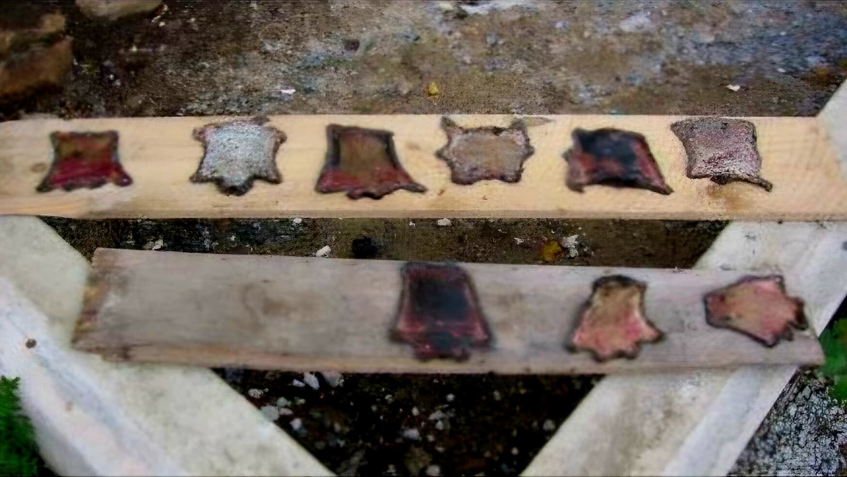 Peaux de taupes en cours de tanage