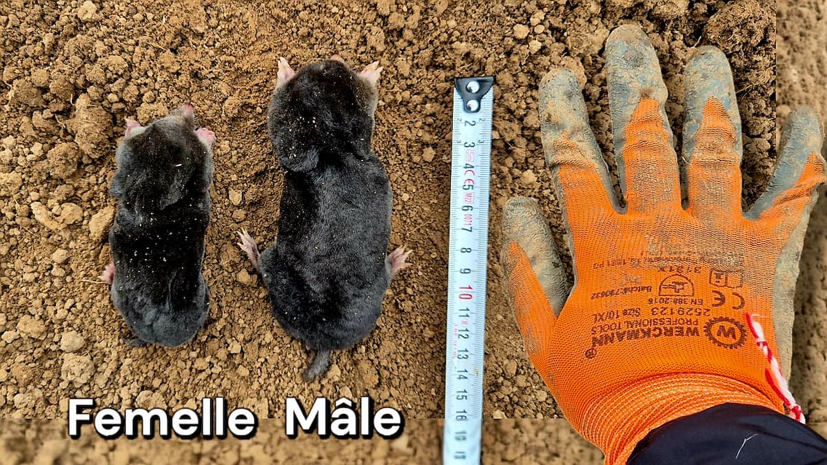 Taille comparée d'une taupe femelle et d'une taupe mâle (taupe d'Europe)