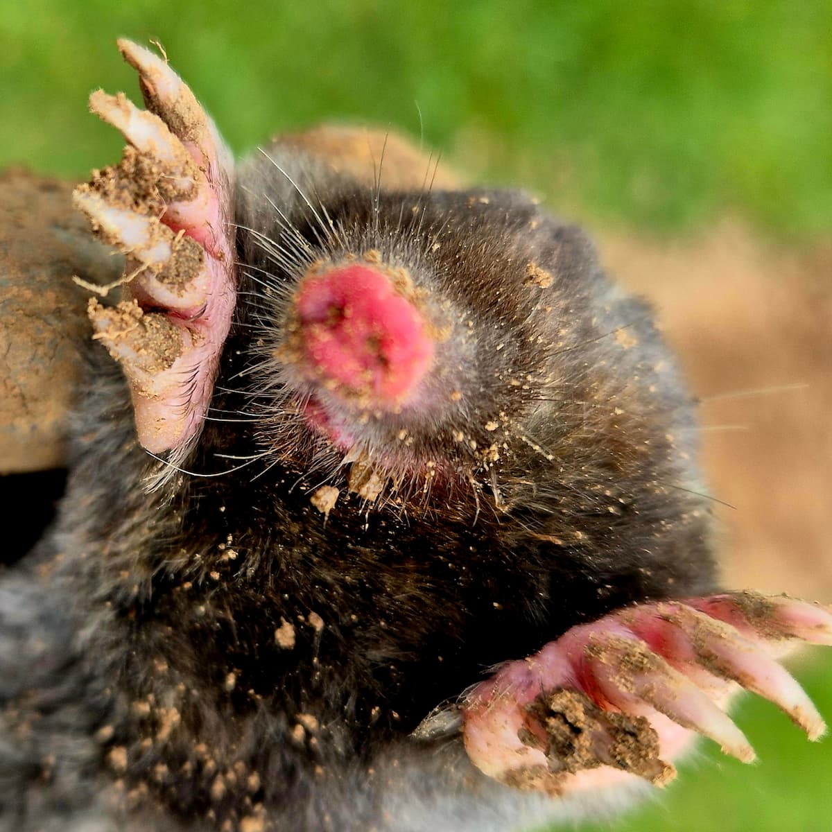 Tête et pattes antérieures d'une taupe d'Europe