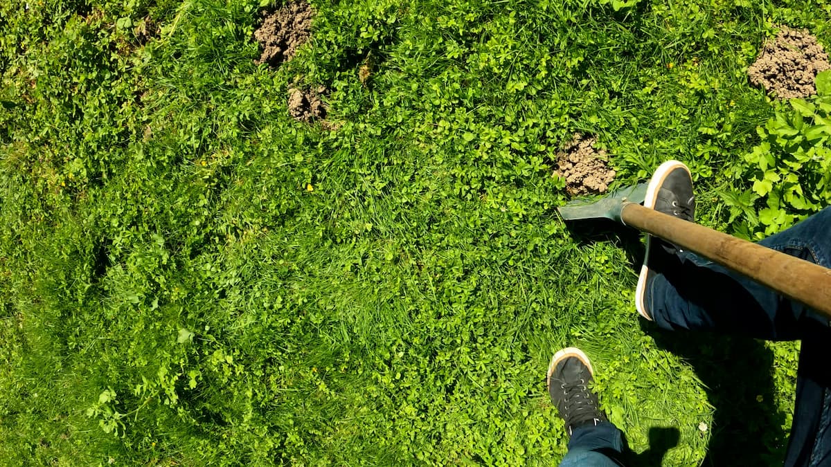 Pelouse où creuser pour piéger une taupe