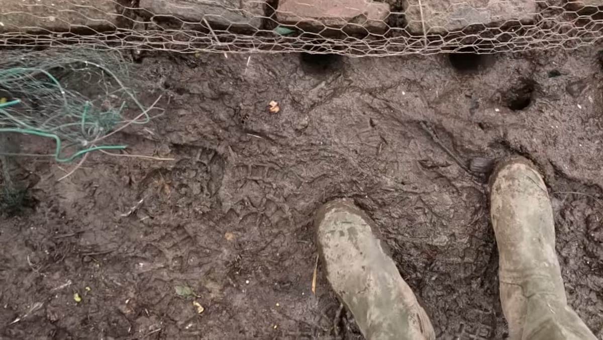 Trous de terrier de rat surmulot en lisière d'un grillage