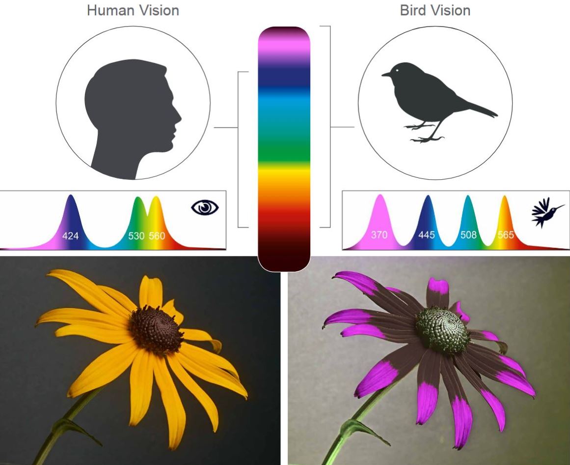 Comparaison de la perception des couleurs entre les Hommes et les oiseaux